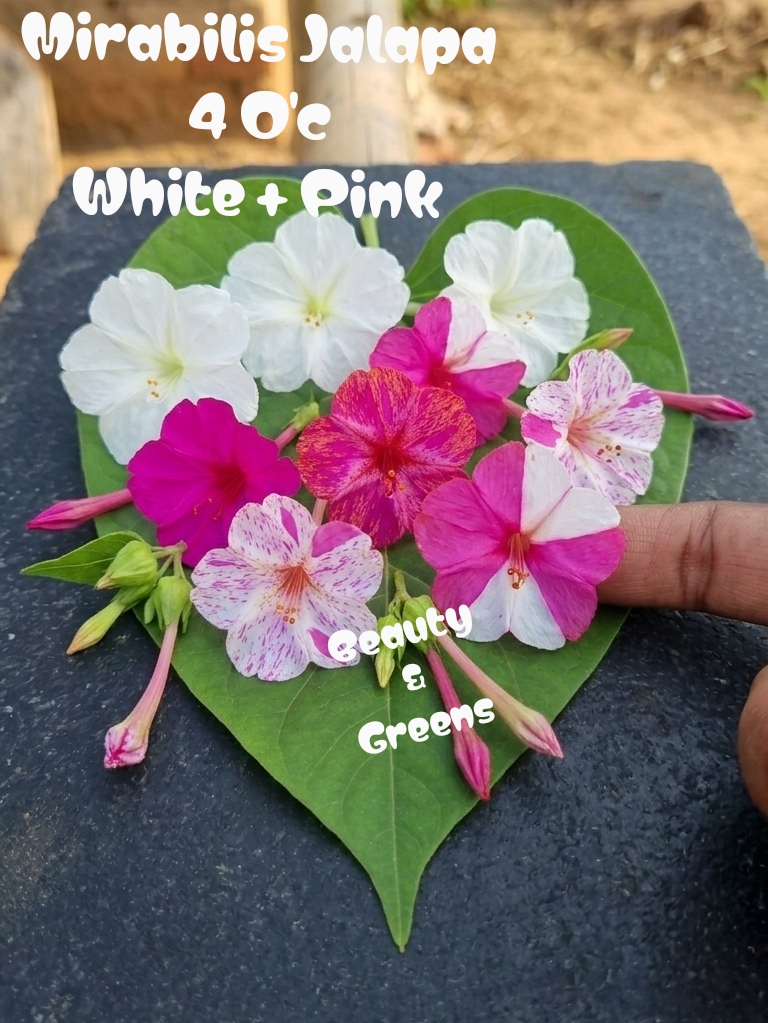 White Four o'c flower Seeds