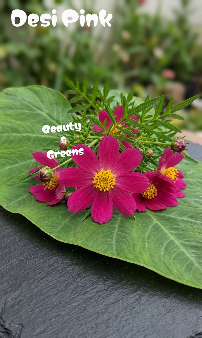 Desi Pink Cosmos Seeds