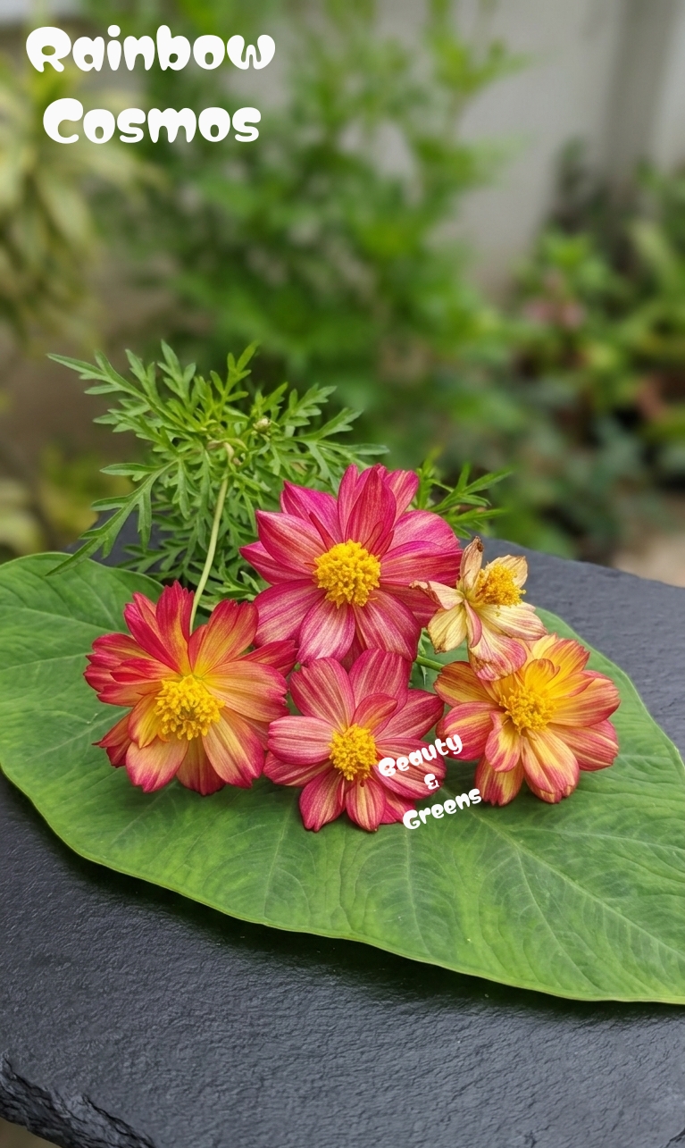 Rainbow Cosmos Seeds
