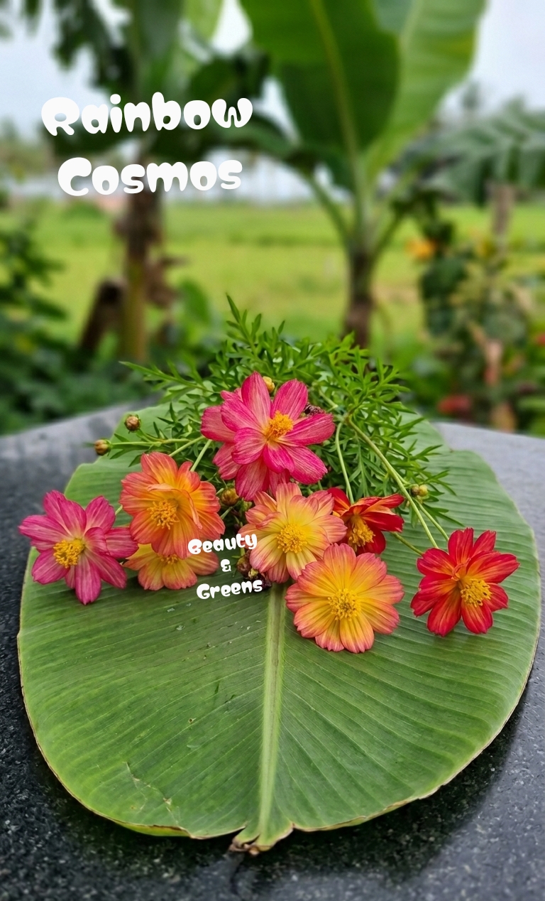 Rainbow Cosmos Seeds