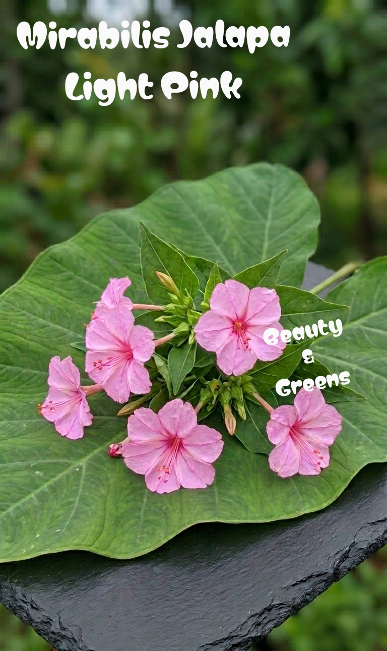Light Pink Four o'c Seeds