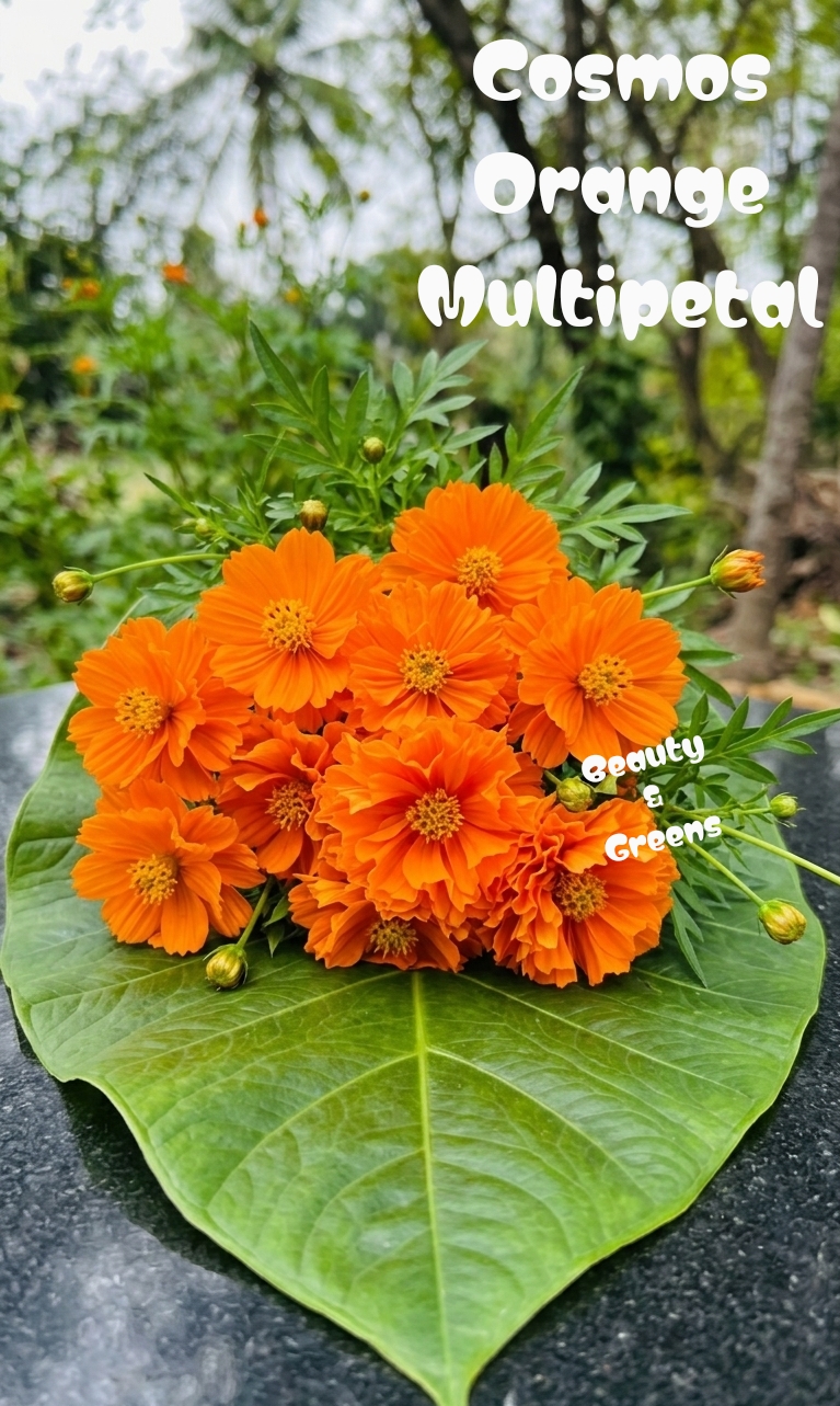 Orange Multipetal Cosmos Seeds