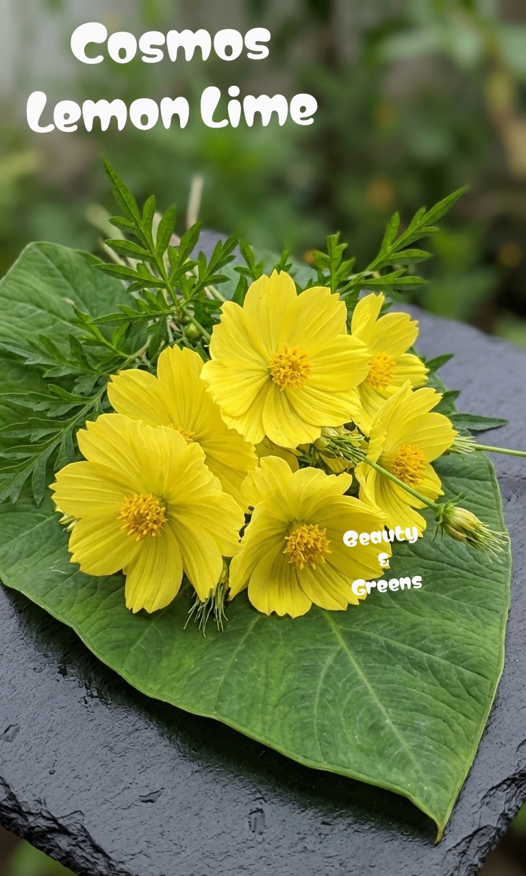 Lemon Lime Cosmos Seeds