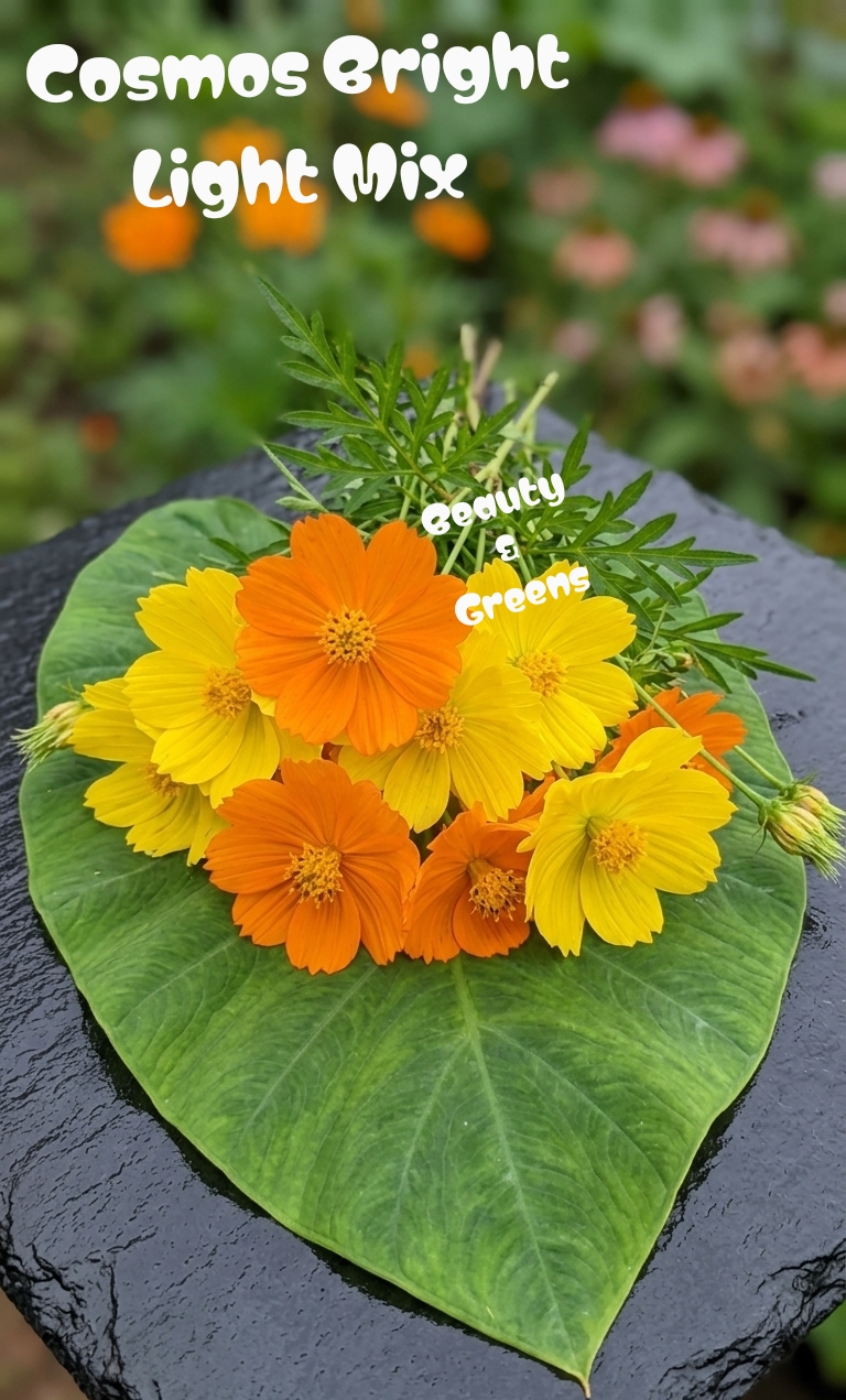 Cosmos Bright Light Mix Seeds
