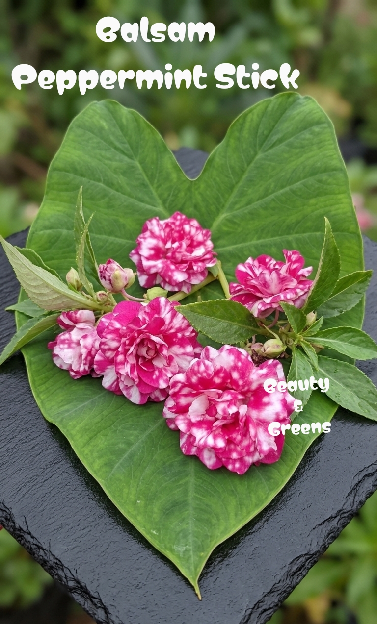 Balsam Peppermint Stick Seeds