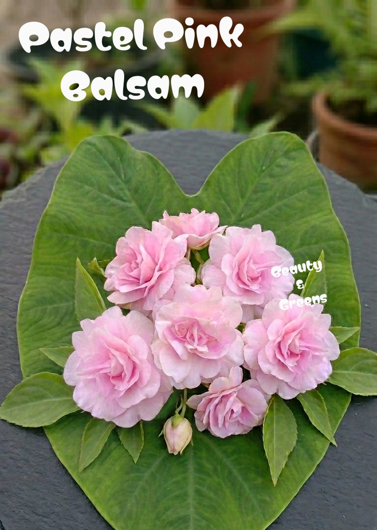 Pastel Pink Balsam Seeds