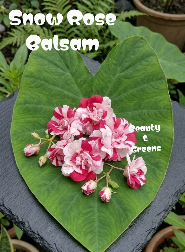 Snow Rose Balsam Seeds