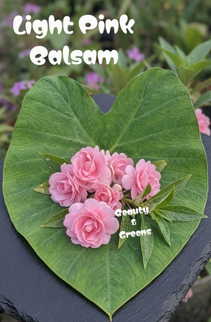 Light Pink Balsam Seeds