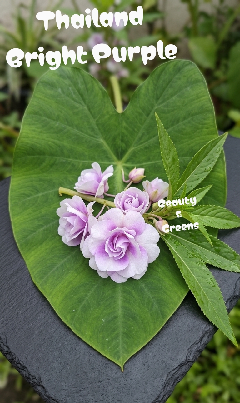 Bright Purple Thailand Balsam Seeds