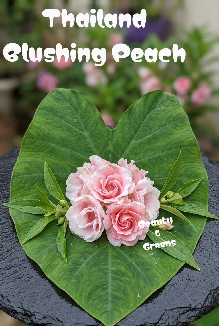 Blushing Peach Thailand Balsam Seeds