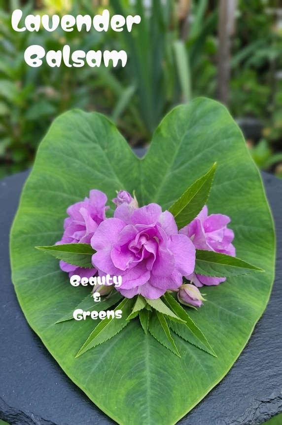 Lavender Balsam Seeds