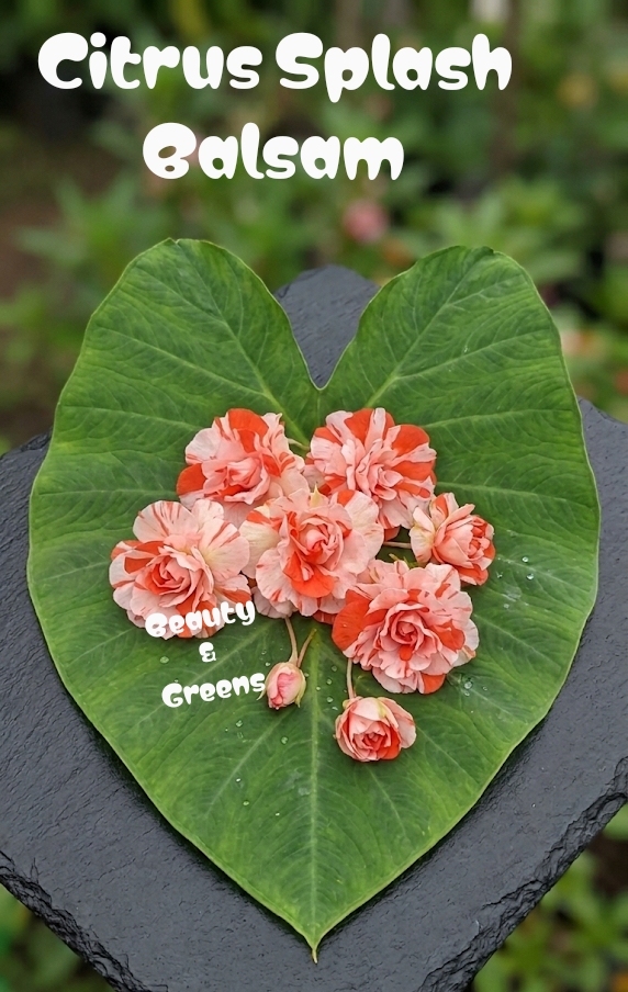 Citrus Splash Balsam Seeds