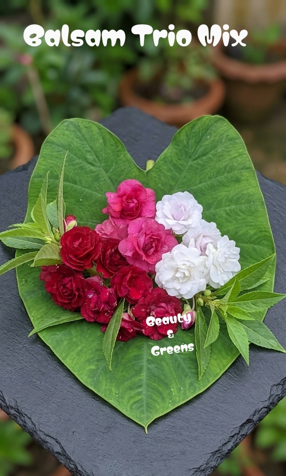 Balsam Trio Mix Seeds
