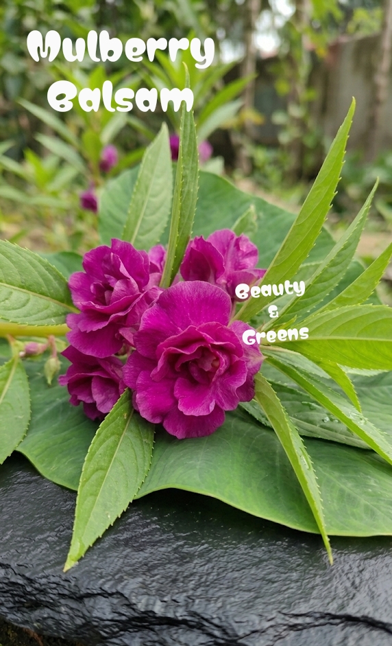 Mulberry Balsam Seeds