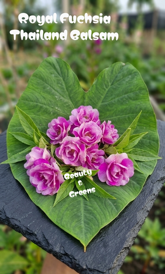 Royal Fuchsia Thailand Balsam Seeds