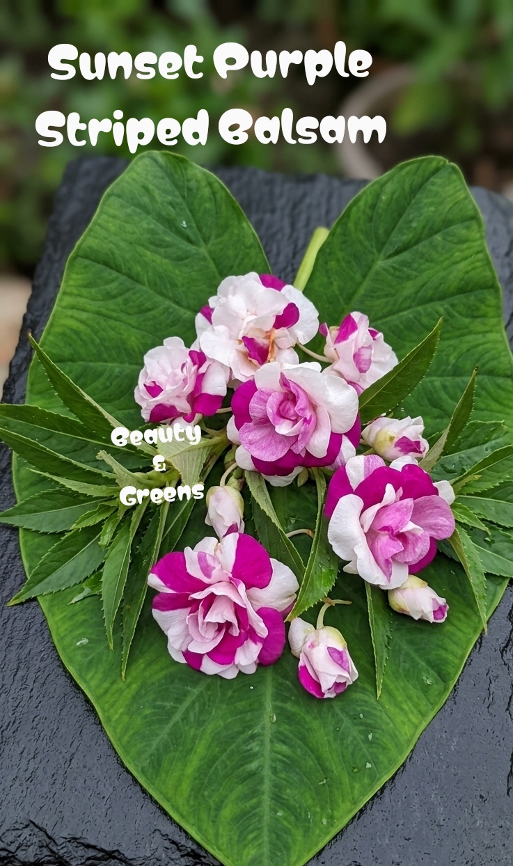 Sunset Purple Striped Balsam Seeds