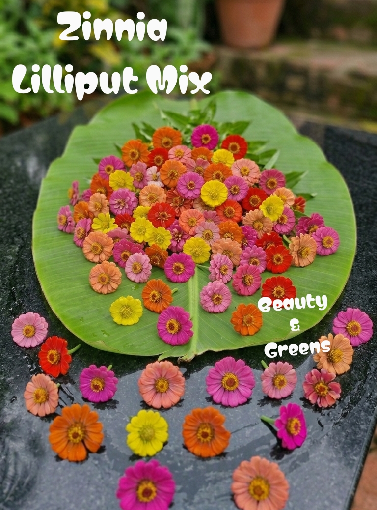 Zinnia Lilliput Mix Seeds