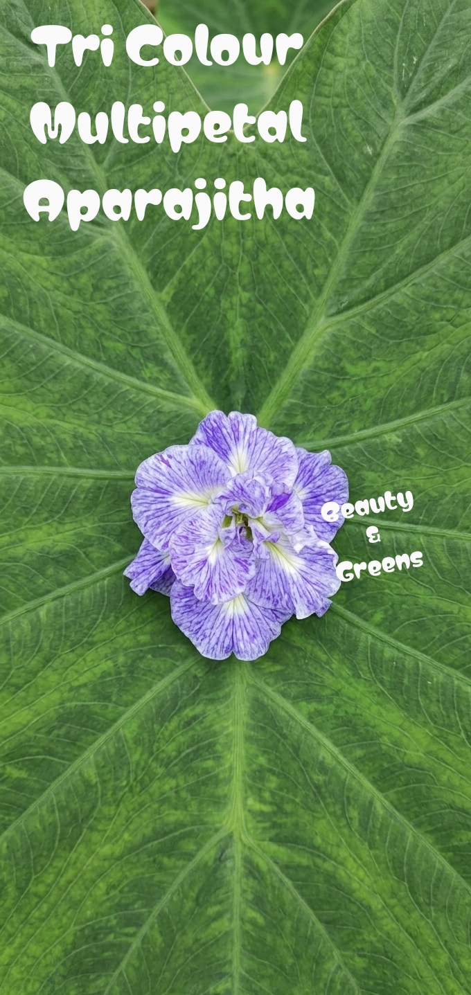 Tri Colour Multipetal Aparajitha Seeds