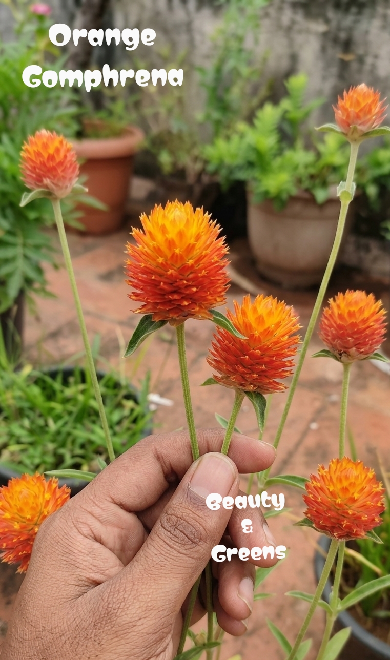 Orange Gomphrena Seeds
