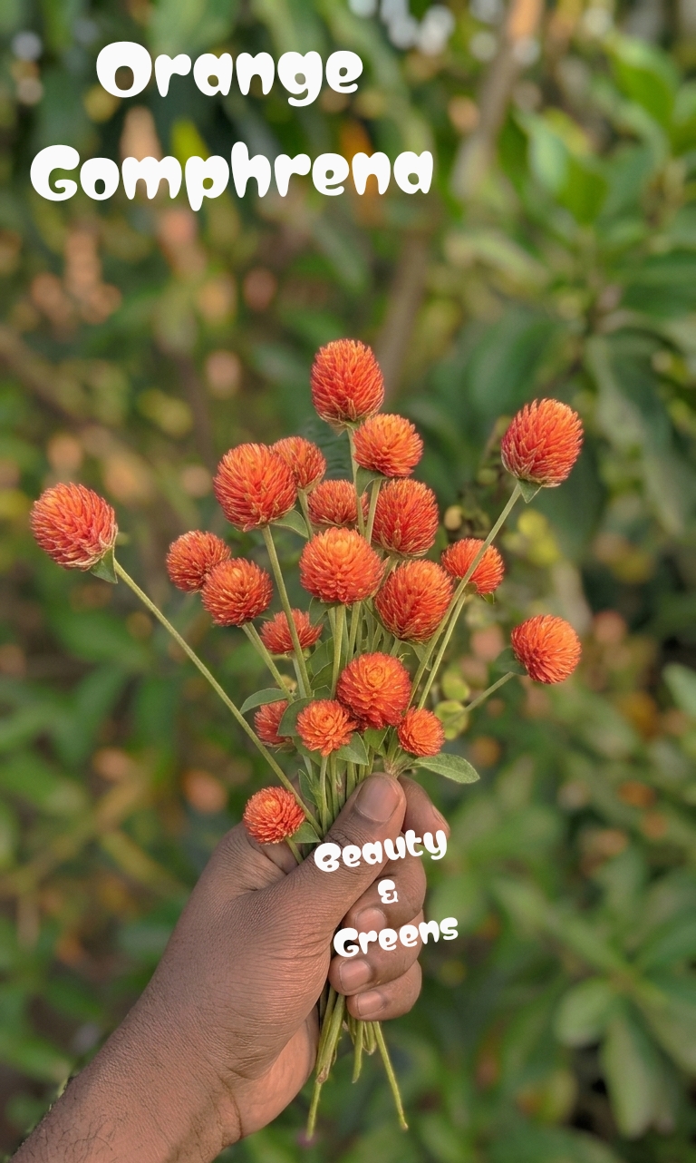 Orange Gomphrena Seeds