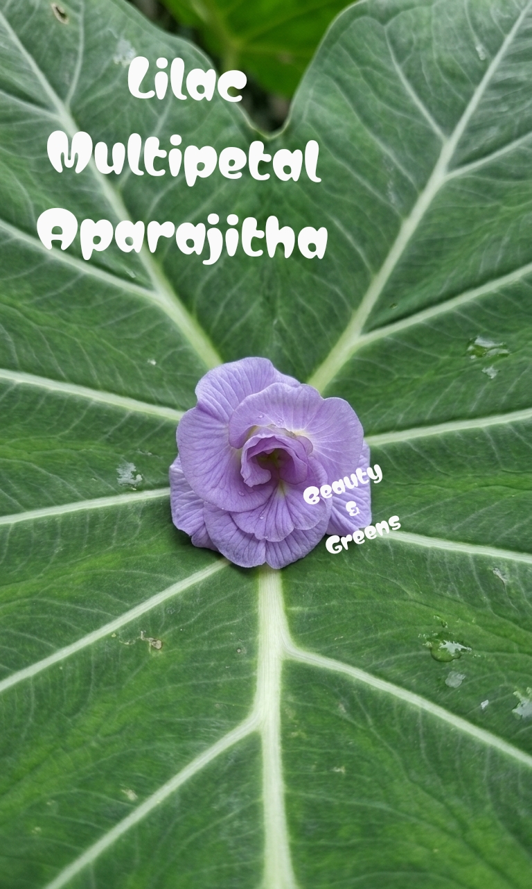 Lilac Multipetal Aparajitha Seeds