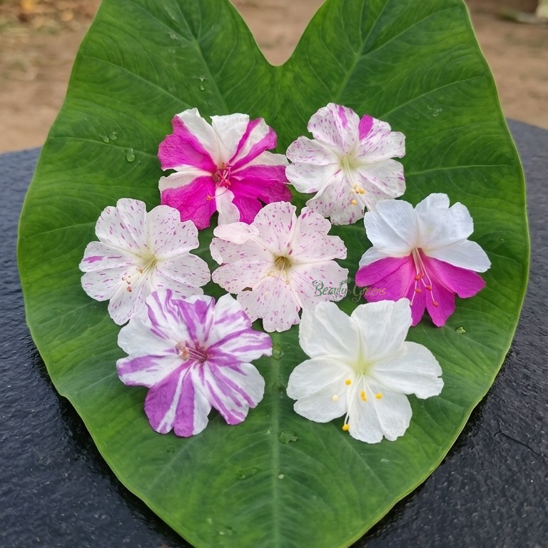 Our garden